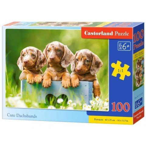Puzzle 100 cute dachshunds CASTOR